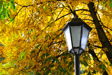 The leaves on the tree in autumn become bright orange in the city park. Yellow lonely autumn tree. Lone electric lantern.