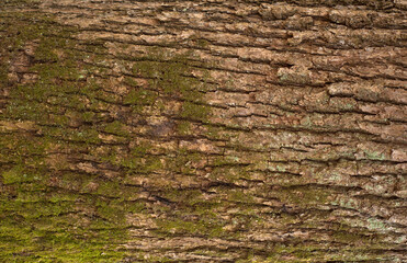 Embossed texture of the bark of oak. Photo of the oak texture with moss.