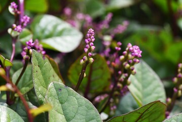 Healthy vegetables Basella alba (Indian spinach)  flowers