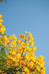 Obraz premium yellow flowers against blue sky