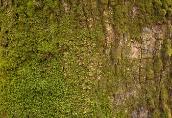 Embossed texture of the bark of oak. Photo of the oak texture with moss.
