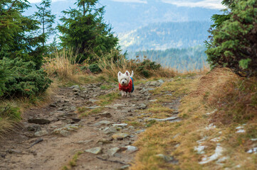 Dog walking along the path. Hiking with a dog.