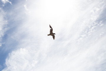 lonely seagull in the sky