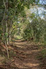 path in the forest