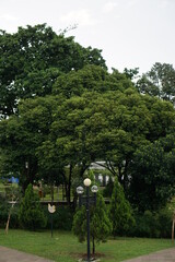 Big trees in the park