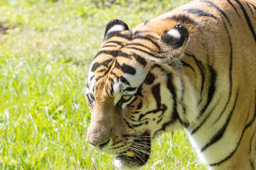 esemplare di tigre asiatica
