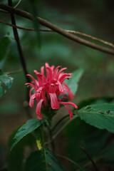 red flower in the garden