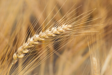 Close up of ripe wheat ears.