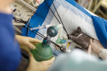resuscitation of the cat after pulmonary edema and cardiac arrest, surgery over the domestic cat