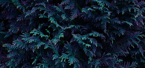 Close up of thuja in blue and green color.Abstract background.Beautiful layout for design. Christmas or New Year concept.