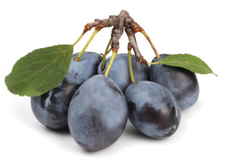 A branch with fresh plums isolated on white.