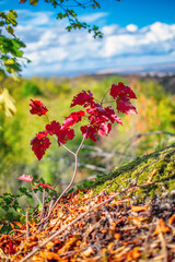 Obraz premium Autumn landscapes near Veliko Tarnovo, Bulgaria