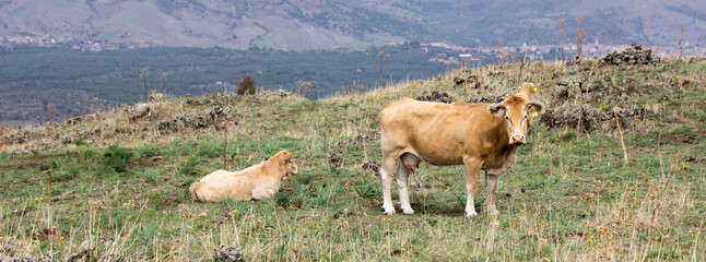 close up brown dairy cow grazing on green meadow. Concept of domestic animals and production. web banner
