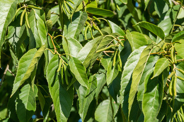 Close-up green leaves of East Asian or Japanese Alder Tree (Alnus japonica) in city park Krasnodar. Public landscape 'Galitsky park' for relaxation and walking in sunny autumn.