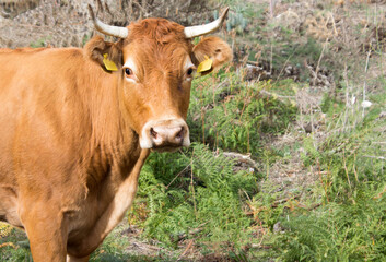 Close up brown dairy cow grazing on green meadow. Concept of domestic animals and production.