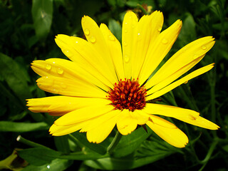 yellow flower in the garden