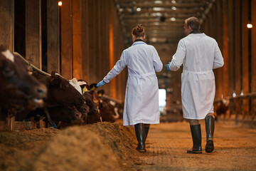 Back view portrait of two veterinarians in cow shed walking away from camera while inspecting...