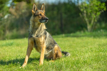 Deutscher Schäferhund im Herbst