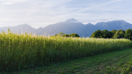 Hemp field on a sunny day. Cannabis plants growing for CBD production.
