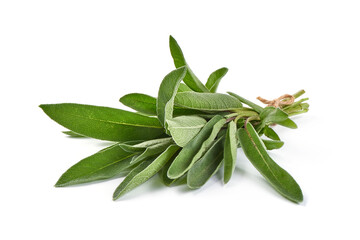 Bunch of sage, isolated on white background