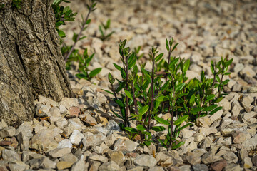 Close-up of beautiful new young shoots of bonsai olive tree (Olea europaea) in stones. Public city park Krasnodar or 'Galitsky' in sunny autumn 2020