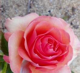 Close Up of Pink Rose