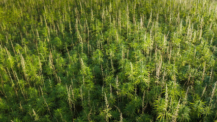 Aerial view of a hemp field. Drone flying over Cannabis plants.