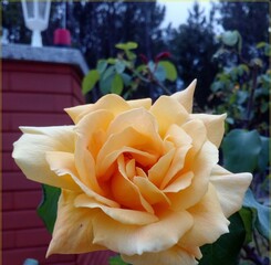 Beautiful Yellow Rose From The Garden