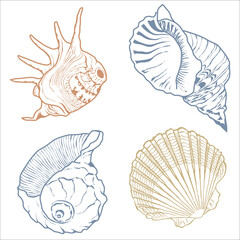Hand drawn collection of various seashell and coral. Vector illustration.