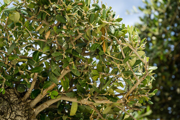 Close-up of trimmed small leaves beautiful bonsai olive tree (Olea europaea) in city park Krasnodar. Public landscape 'Galitsky park' for relaxation and walking in sunny autumn 2020