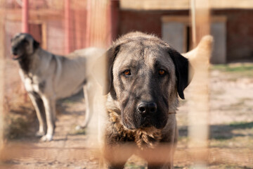 Beautiful anatolian shepherd dog (sivas kangal kopek/kopegi) is behind cage in a dog farm im Kangal city, Sivas Turkey.