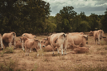 Obraz premium Aubrac cows in the field in French Lot