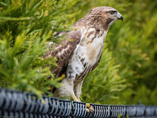 Closeup of a red tail hawk on a fence