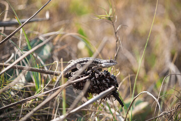 Small Lizard in Nature