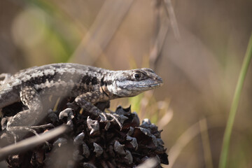 Close Up Small Lizard in Nature