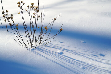 close up on plant and shadow on the snow
