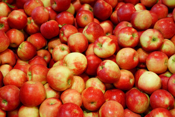 Fresh picked red apples background in the harvest season