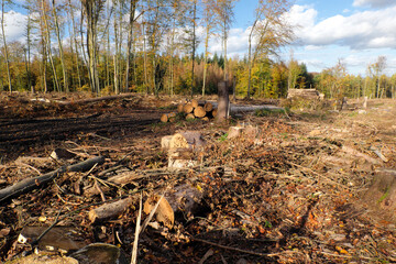 Baumstämme und herumliegende Äste in abgeholztem Waldgebiet im Westerwald bei Ransbach-Baumbach in Rheinland-Pfalz im Oktober 2020 in Zeiten von Klimawandel und Erderwärmung - Stockfoto