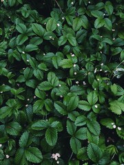 beautiful pattern of leaves and flowers of wild strawberry