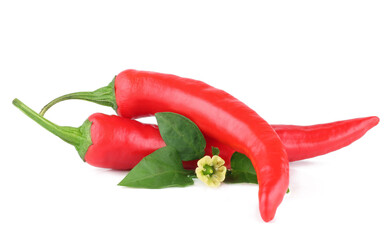 Pepper bitter on white background