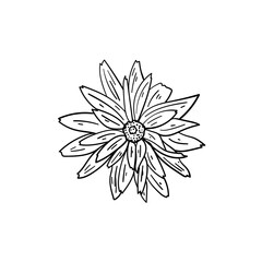 Rudbeckia on white background, vector illustration.