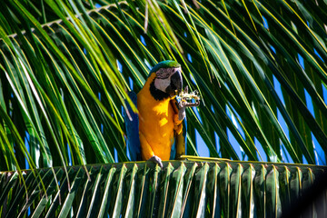 blue and yellow macaw in palm tree eating  Ara ararauna