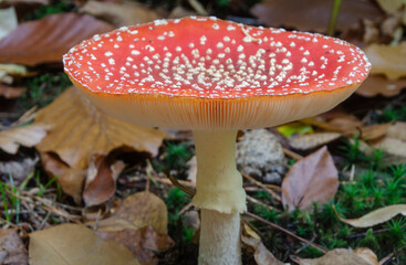 Fototapeta premium Fliegenpilz mit schönen Punkten - Der Fliegenpilz (Amanita muscaria), auch Roter Fliegenpilz genannt, ist eine giftige Pilzart aus der Familie der Wulstlingsverwandten.
