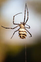 Insect Spider Argiope lobata sitting on a wire from web. spider background. details in nature. spider macro