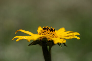 flor 
