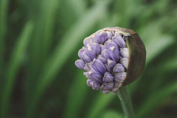Blossom