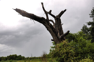 Naked tree, Brazos Bend State Park, Texas