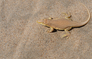 A Namib Desert gecko at attention, cooling off from the heat by lifting a foot at a time