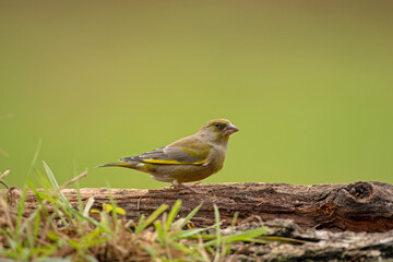 Greenfinch on the branch. Small bird near the feeder. European wild birds. 