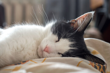 Portrait of a cat sleeping indoors, selective focus.